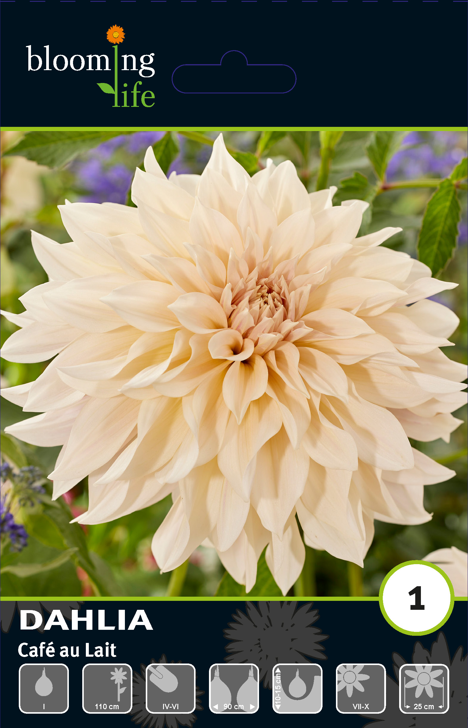 Георгина декоративная Кафе Ау Лайт